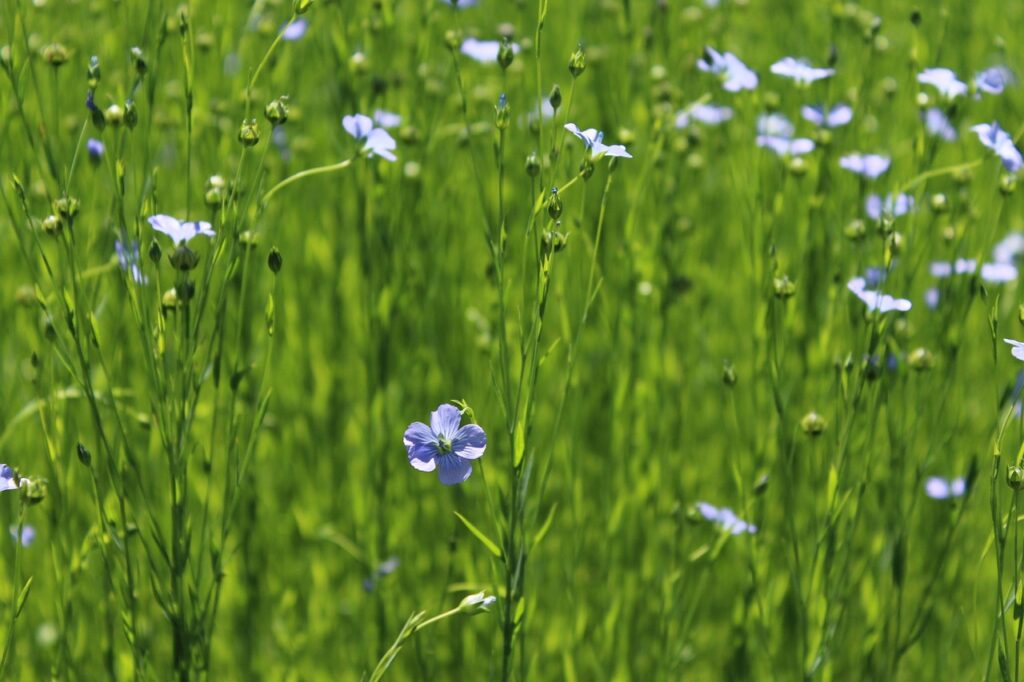 flowers, beautiful flowers, flax, field, flower wallpaper, nature, plant, bloom, flower background, spring, pasture, flax, flax, flax, flax, flax