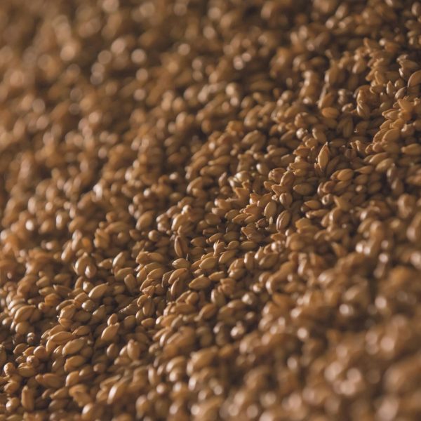 A detailed and textured view of barley grains, suitable for brewing and culinary uses.